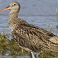Eastern Curlew adult<br />Canon EOS 7D + EF400 F5.6L